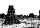 Field of shocked corn - Gainesville, Florida.