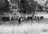 Fenced in cattle in central Florida