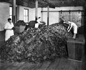 Interior view of a cigar factory during a blending operation - Tampa, Florida.