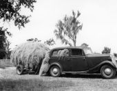 Spanish moss arriving at the Leesburg Moss Yard in a Ford sedan - Leesburg, Florida