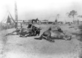 9th United States Cavalry training horses for Spanish-American war