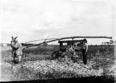 Man and mule pressing juice from sugarcane