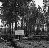 International Paper Company's thinned pine orchard in Jackson County.