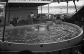 Dolphin show at the Florida pavilion during the 1964 New York World's Fair.