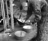 Biologist Dale Crider sexing Canada geese by cloacal examination.