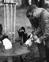 Biologists F.K. Jones and Dale Crider sexing Canada geese by cloacal examination.