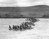 Gaggle of Canada Geese on a lake.