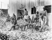 African American oyster shuckers - Apalachicola, Florida.